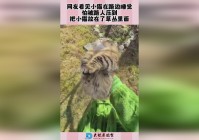 王牌对决：对面娜可露露从这个河道草丛里面走过
