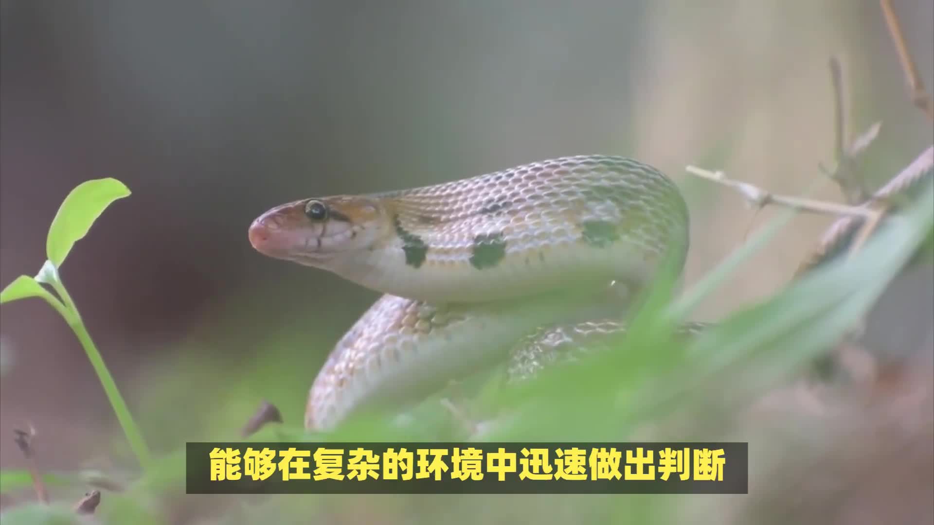 「一心二用」(一心二用再合三准确一肖)