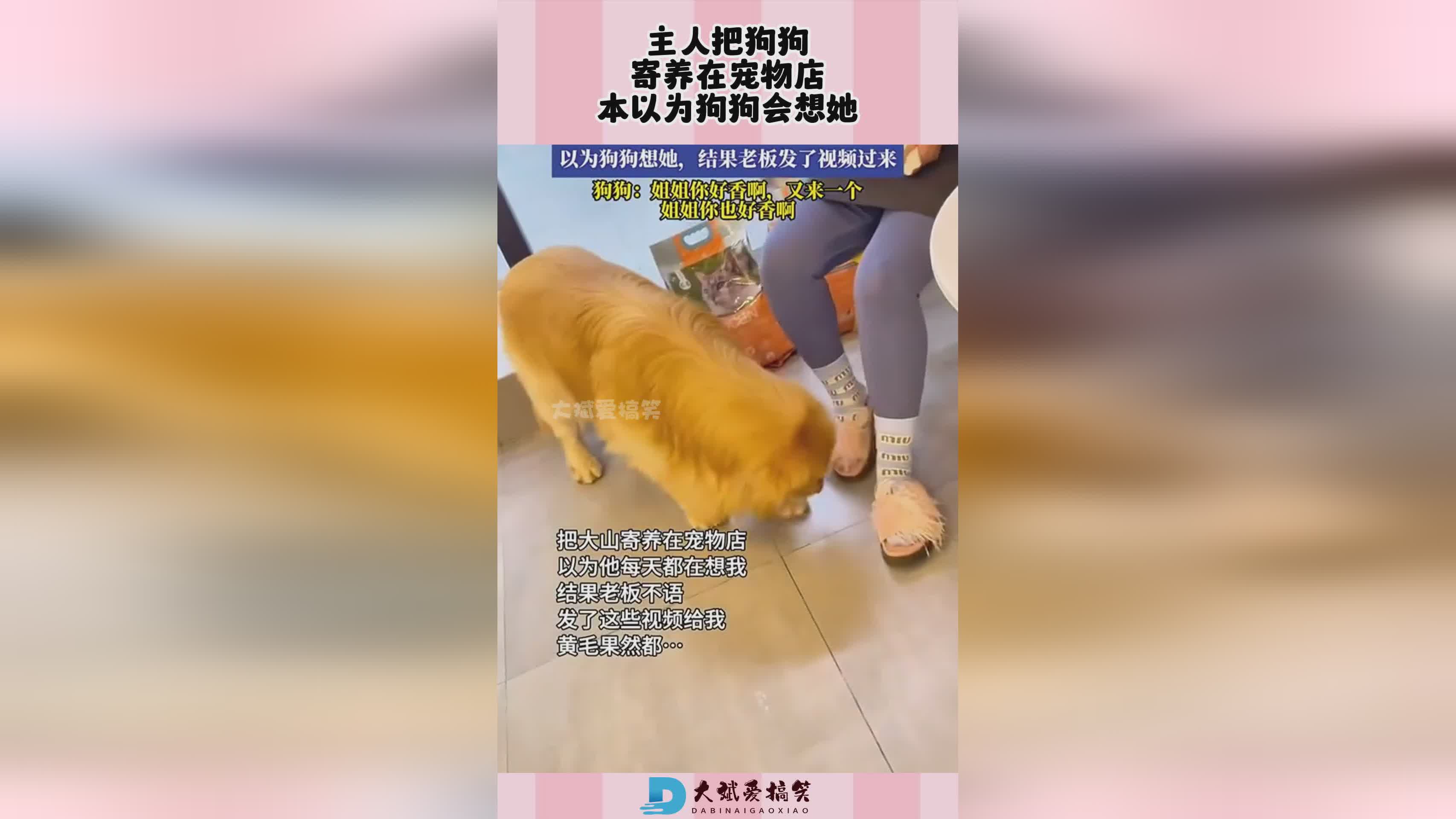 狗狗宠物店_当时她以为是自己的问题，他一直没有办法完全适应工作