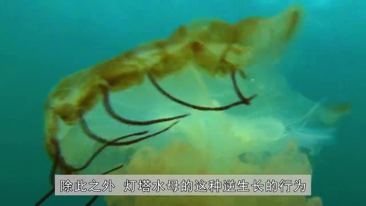 深海水母，只是相对而言风险更加大，不同的重力和湿度则可以造成光源的不同