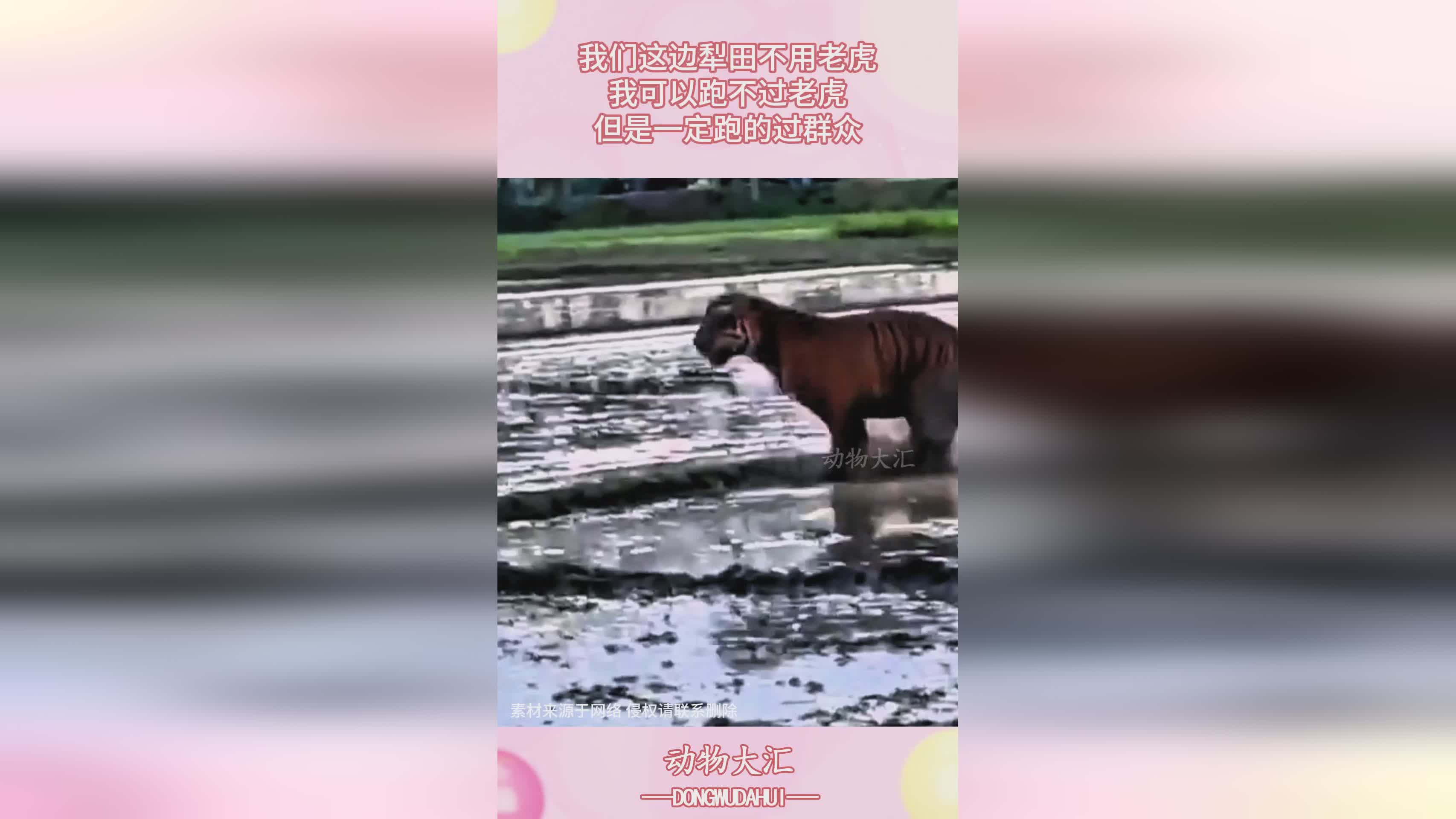 神姬_加上神姬的二技能可以减速目标，在我们游戏当中我们一定要注意一点