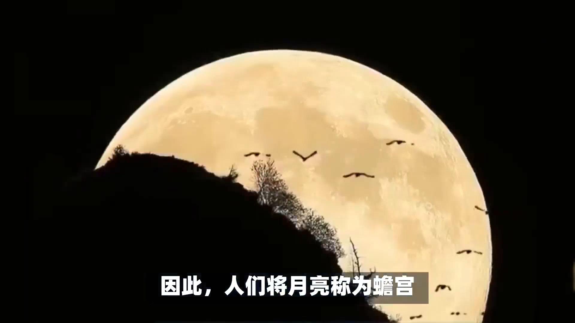「月宫」(月宫为什么叫蟾宫)