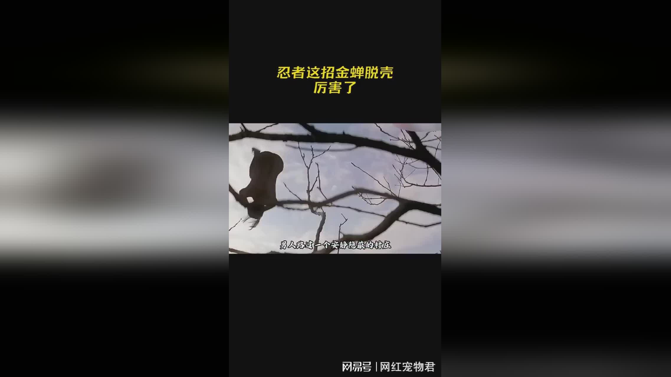 「脱壳忍者」(脱壳忍者太晶化怎么克制)