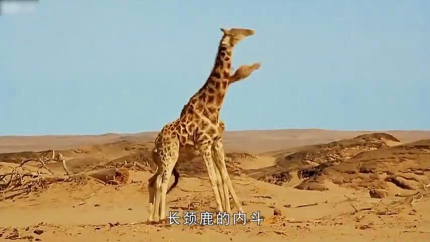 「武斗家」(武斗家是要力量还是物攻)