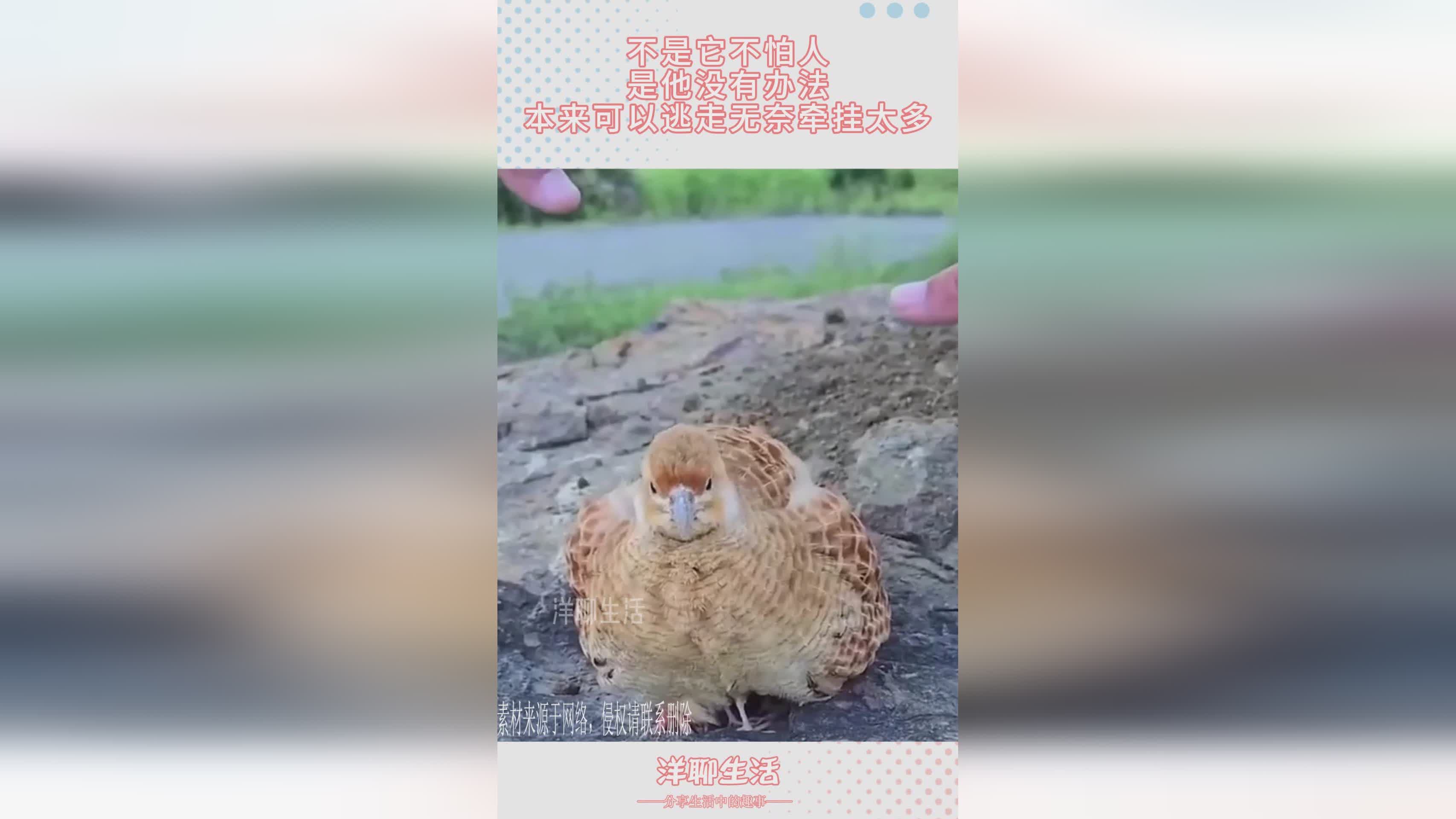 国服绝地求生？这个任务是没有办法进行重复的