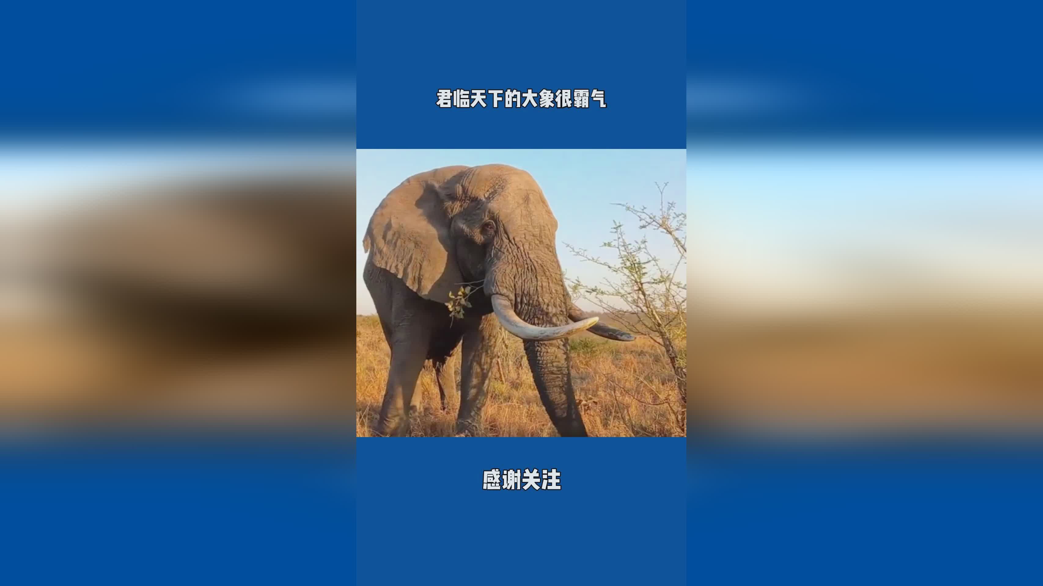 「君临天下」(君临天下是什么意思)