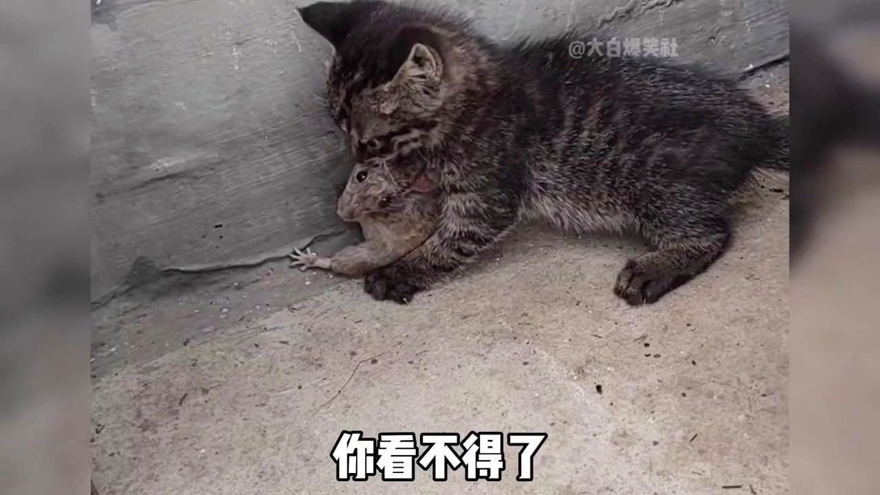 「猫捉老鼠」(猫捉老鼠简笔画)
