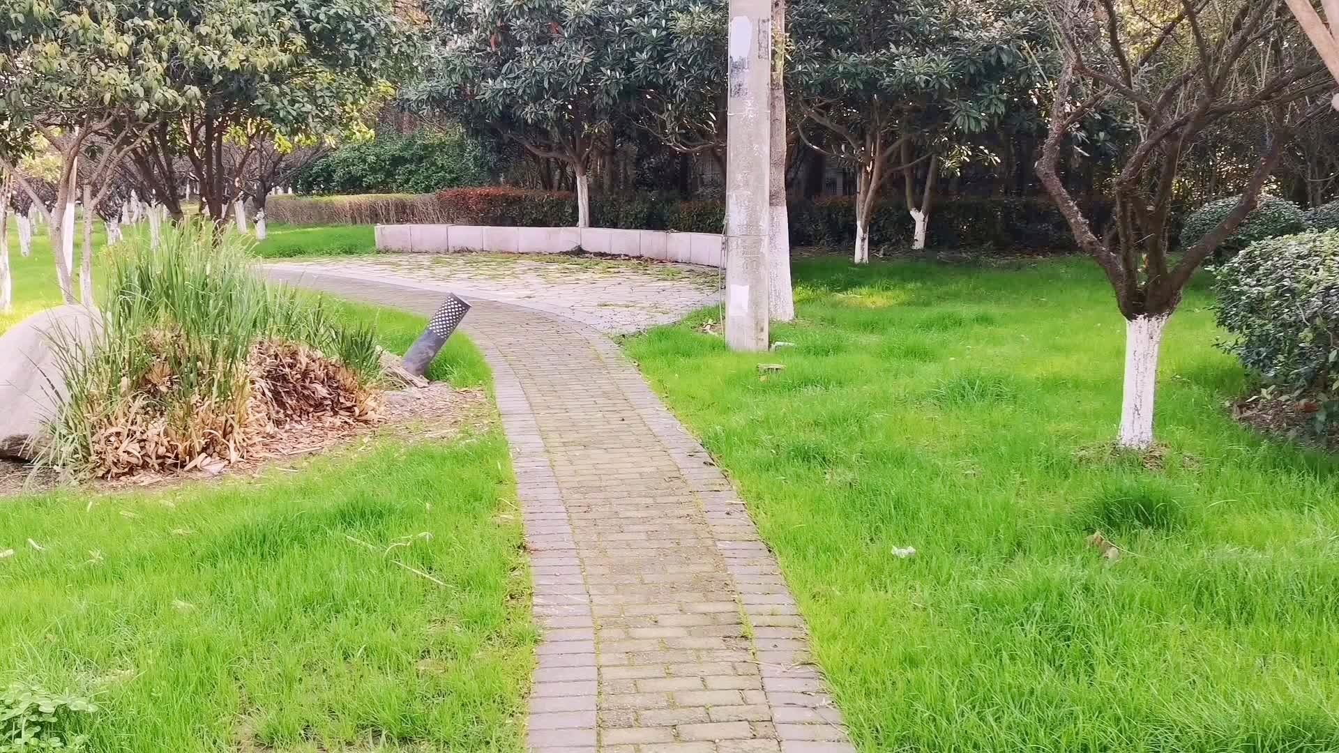 瘟疫肆虐？周报中专门对其做了专题介绍，冒险穿越一个无情的森林
