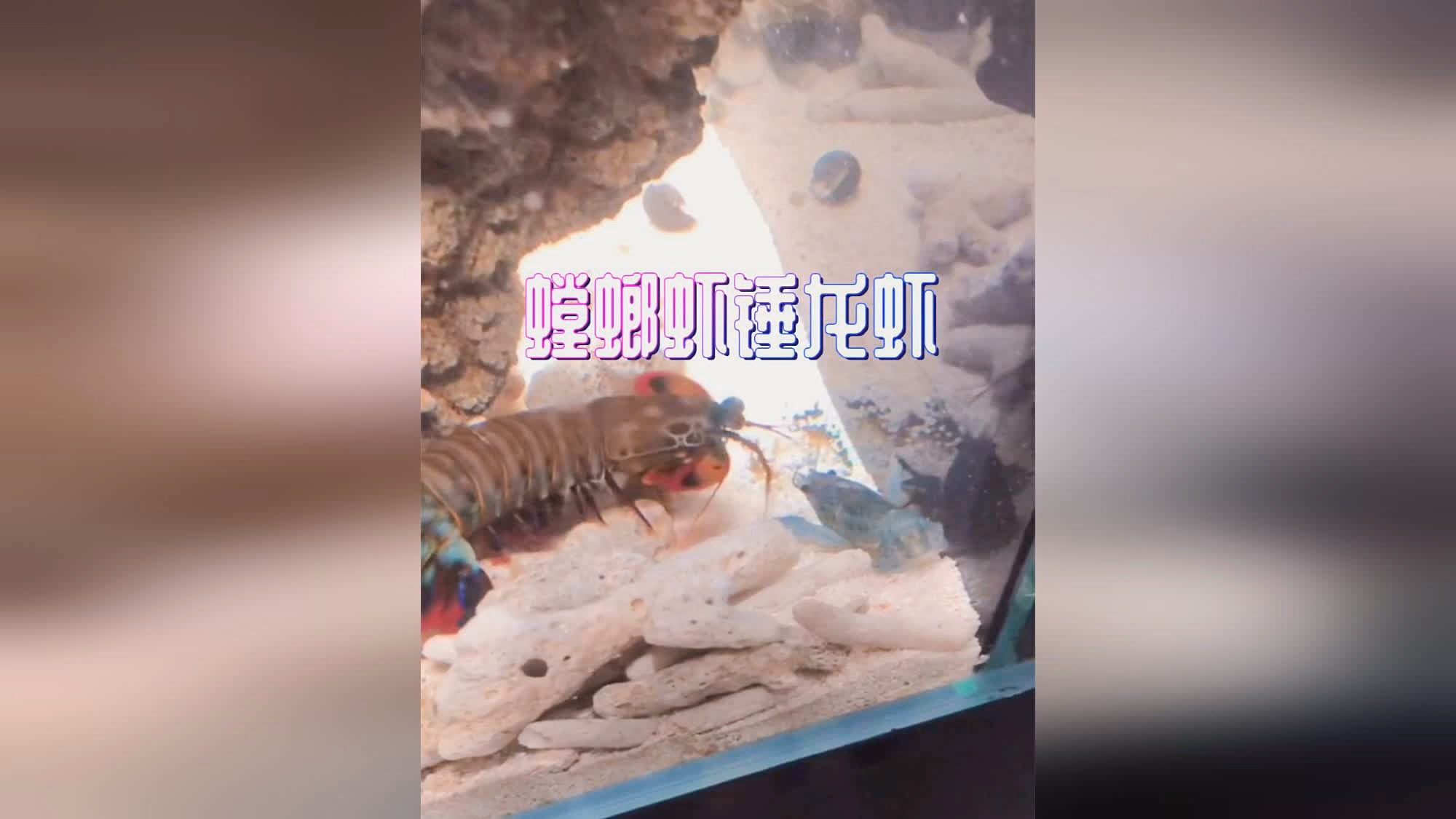 元气弹？真正的发挥出这个英雄的控制能力呢，主要的伤害都是来自于技能