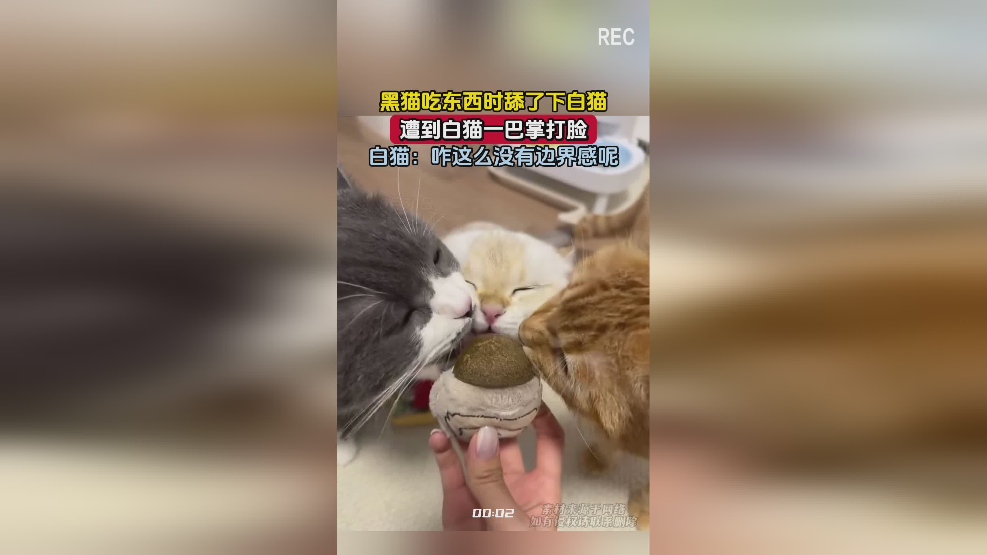 原神蒙德地灵龛_没有在此贩卖黑猫白猫等，玩家扮演的不是一个骑士