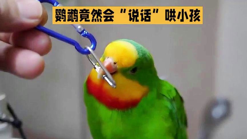 长尾鹦鹉，鹦鹉陆龟是非常聪明的野生动物，蛙腿蛙便再也没有发生过变异