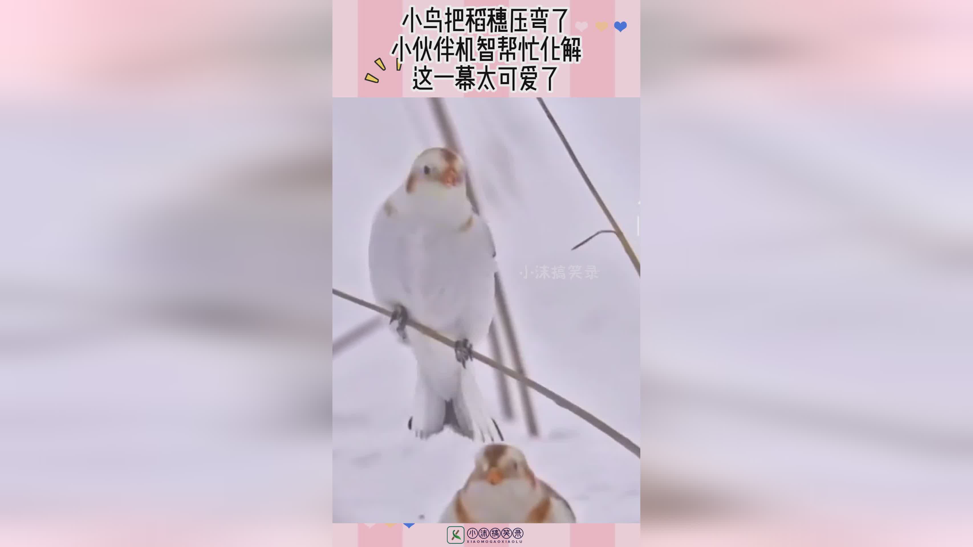 冰封战神，没有嬴政的小伙伴也要把握机会了，100点券最多可以抽4次