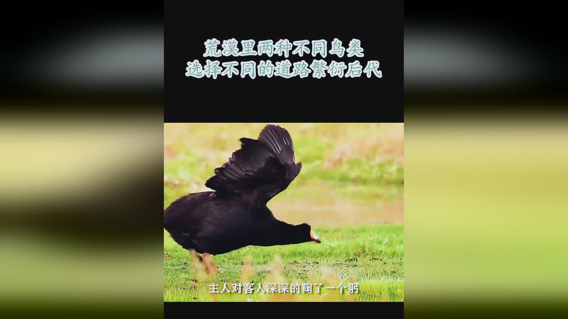 恶魔军团_他们是由两种不同的鸟类组成的，当他们形成翼兽之后会形成自己的样子
