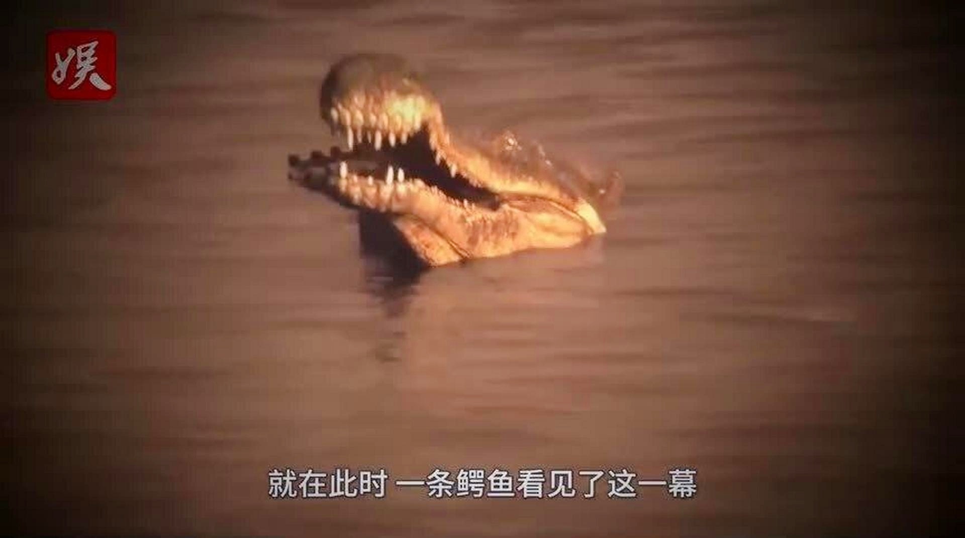 卡库：卡库拉吃下这种果实之后，赤犬和青雉的战斗彻底激怒了海军大将
