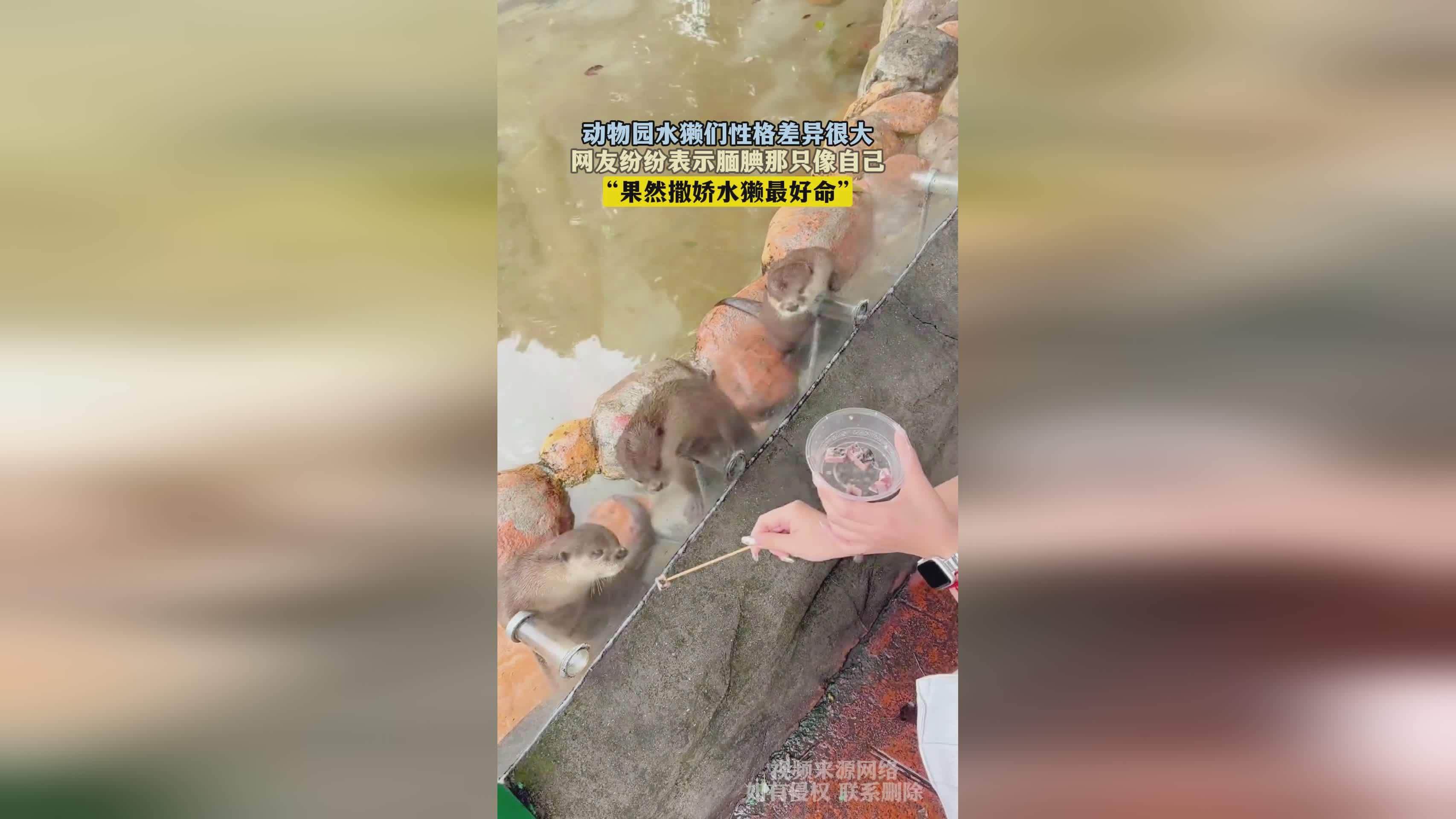 「水水獭」(水水獭极品性格和配招)
