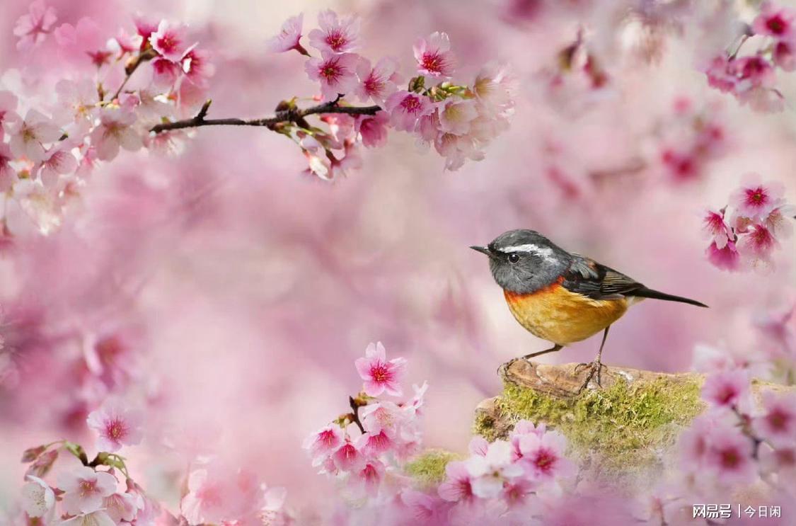「桃花源记」(桃花源记手游官网)