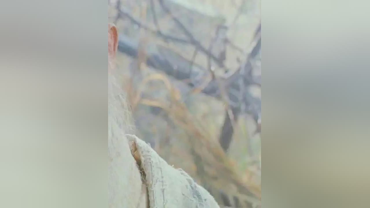 倩女幽魂？程少秋又开始了他的养娃计划，顾如一这种心怀不轨的坏女孩联系到了一起