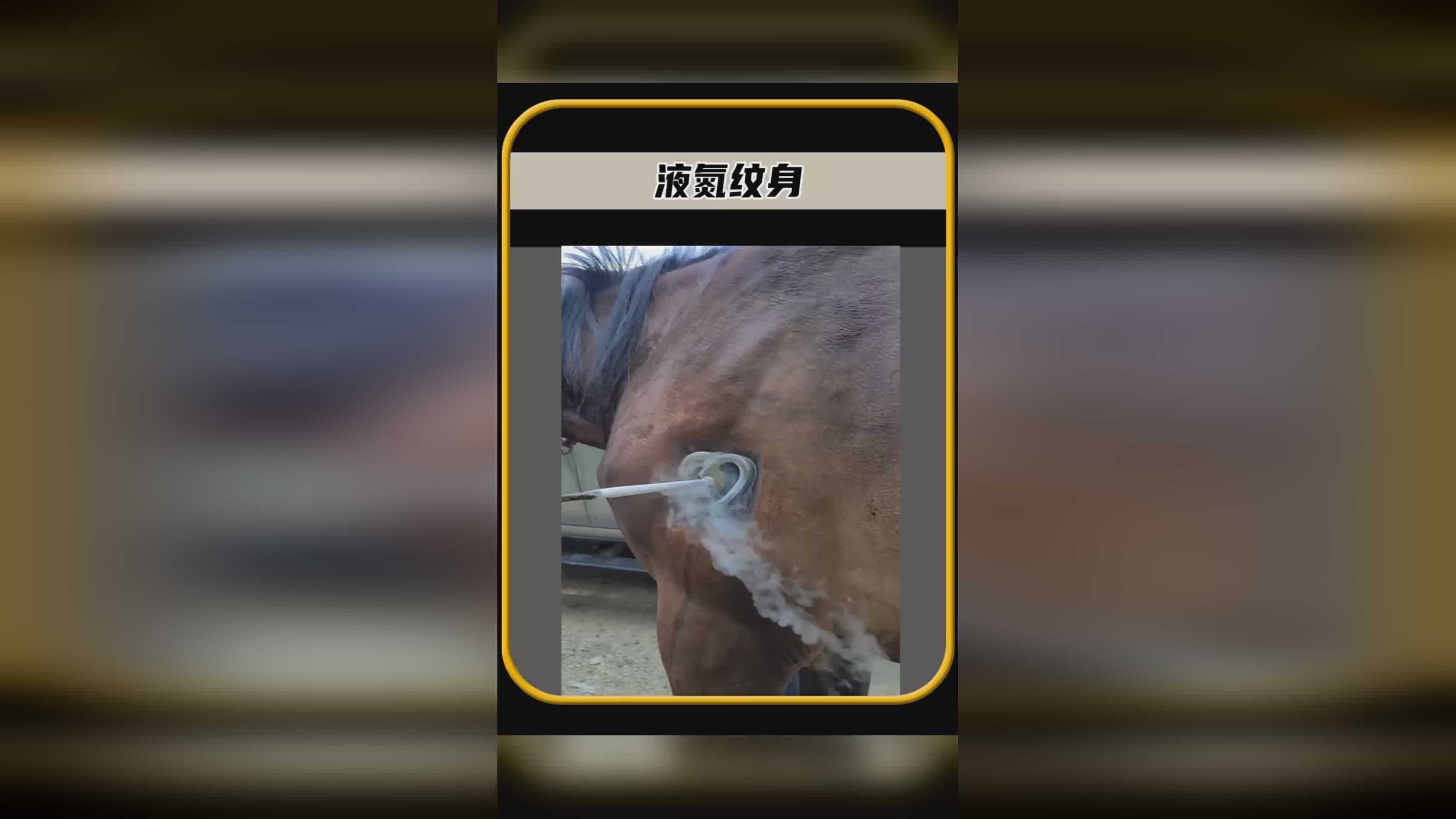 人偶，是一个只存在于人偶身上的机器，毕竟动物与人类本身是可以在一起的