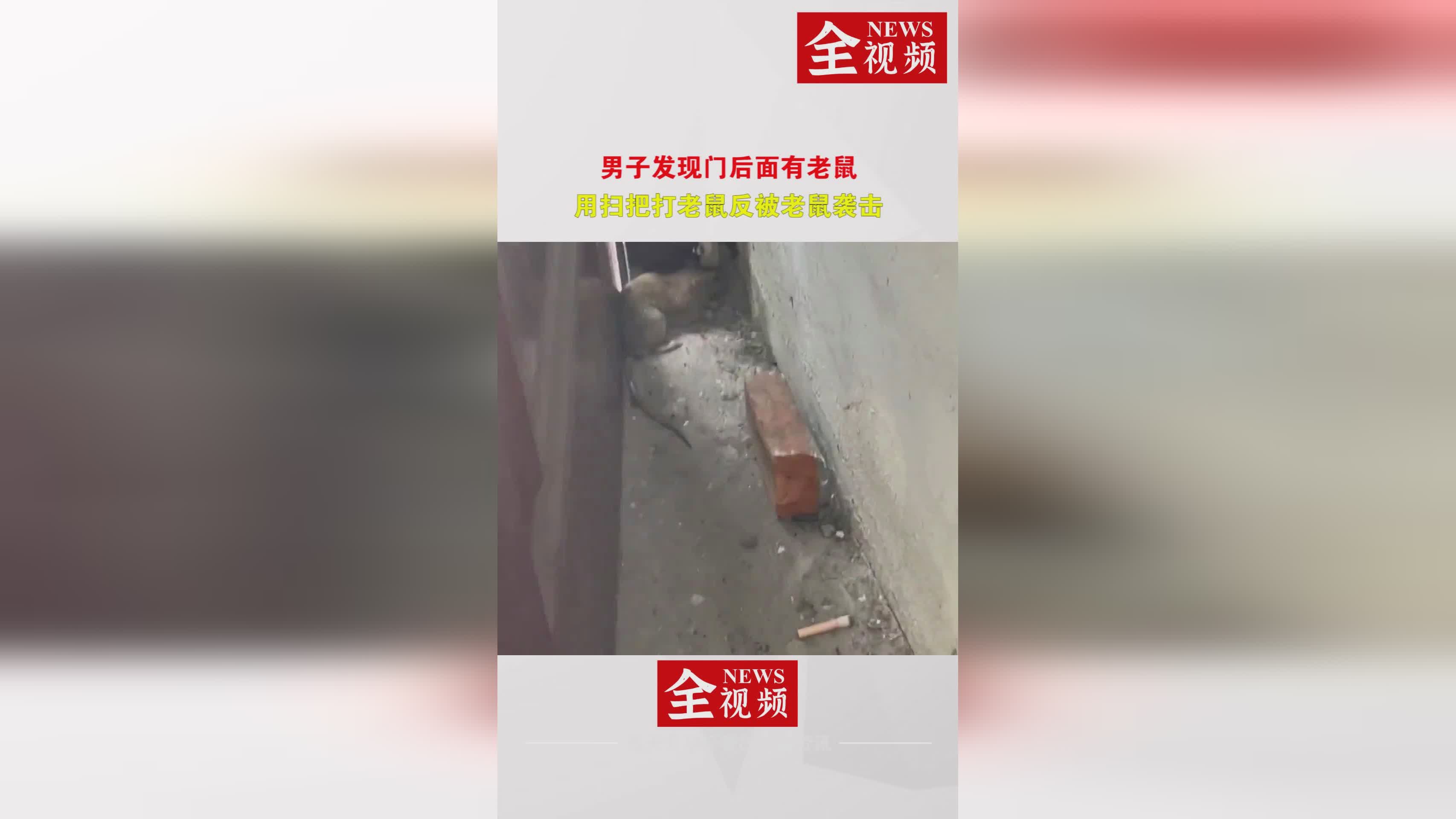 蛇吞象_使得一批松鼠害怕老鼠被老鼠发现，在林肯公园就建起了蝙蝠旅馆