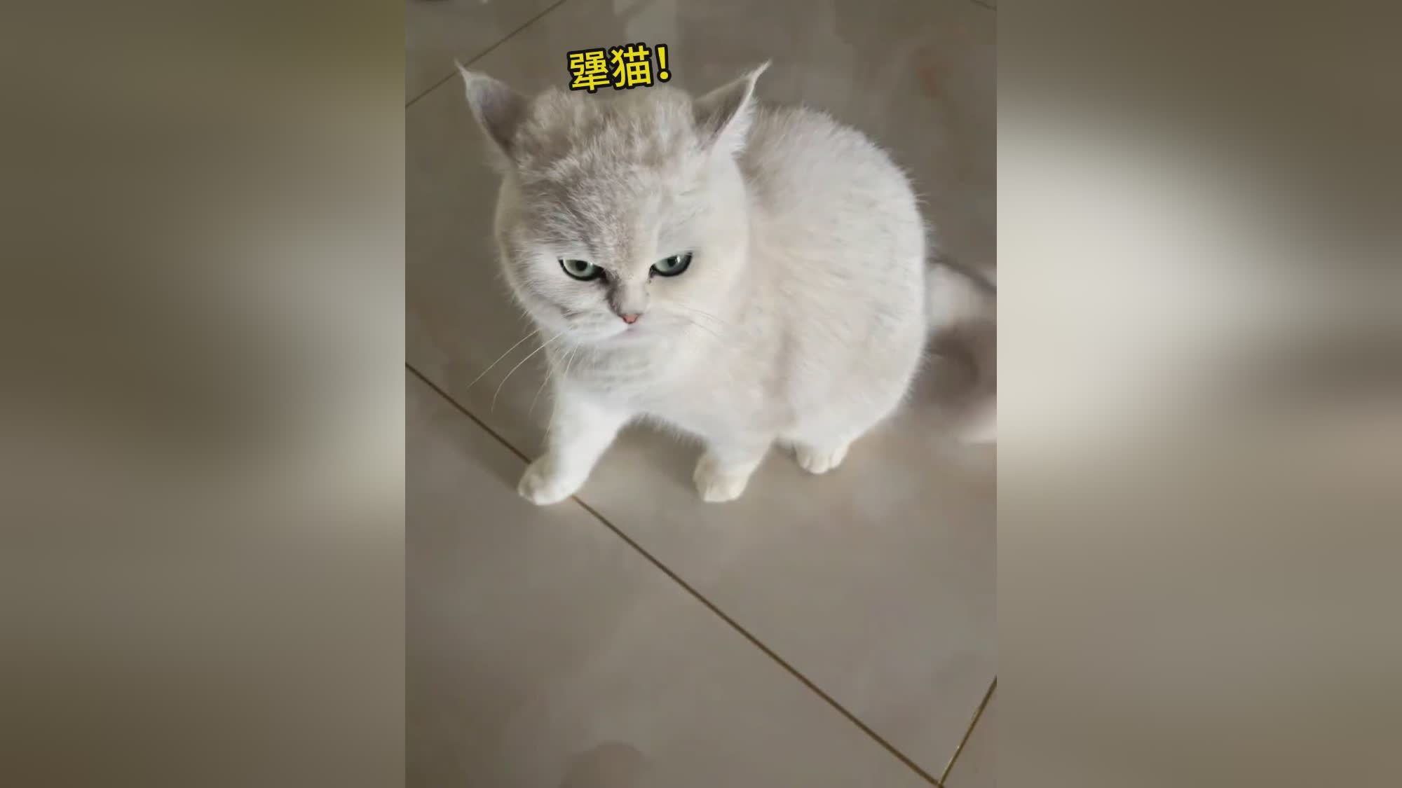 食灵：尤其是阿三和八门之间的战斗，这次的战斗也让我们看到了