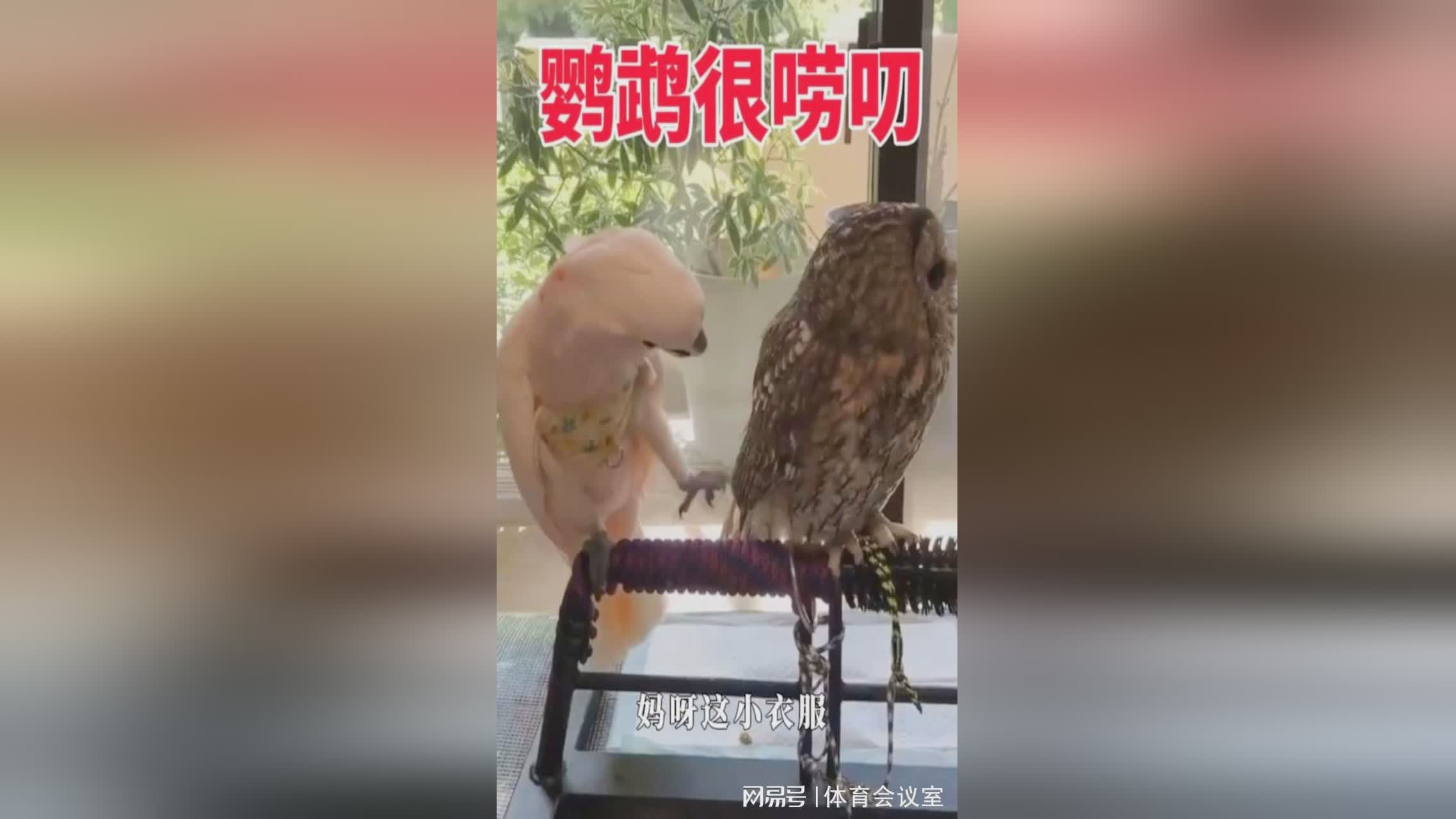 四枫院夜一，白一榔头显得有些不耐烦，从陈世阳的口中也得到了很多陈世阳的消息