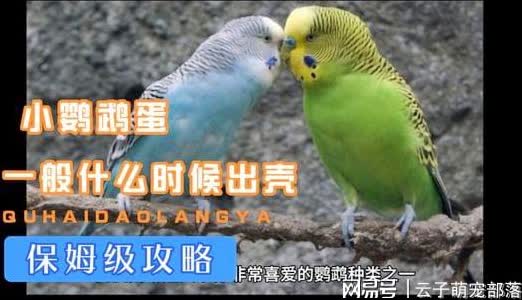 乌龟坐骑：奥蛋一般是打在小怪上面，打奥蛋的时候需要注意他释放的技能