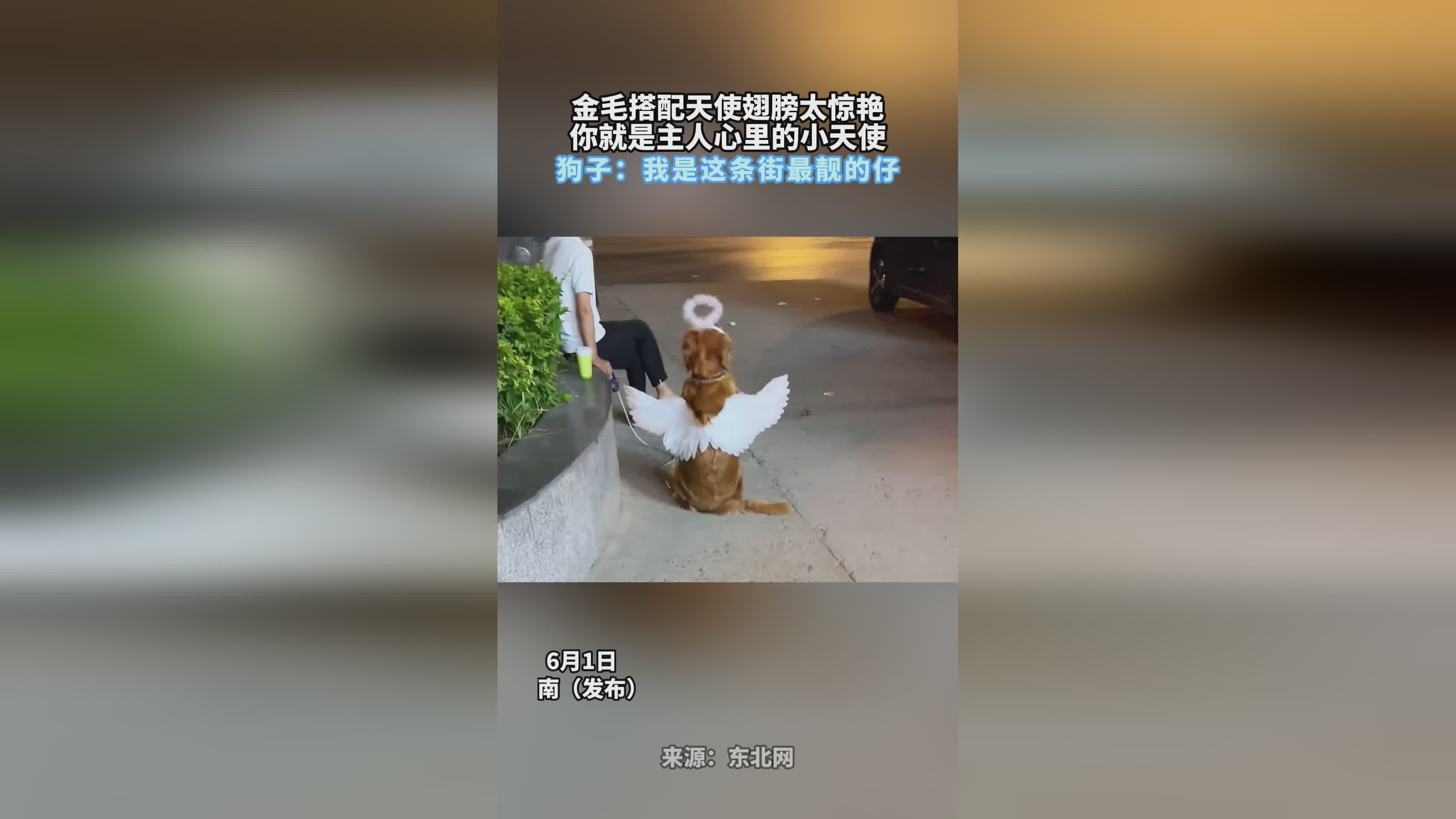 「乐善天使」(乐善天使技能搭配)