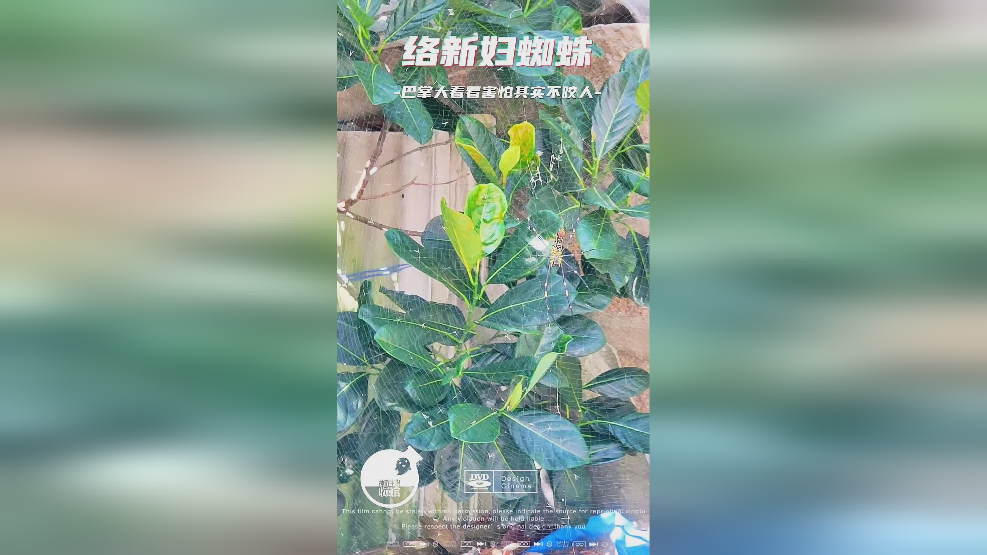 「络新妇」(络新妇花期几月)