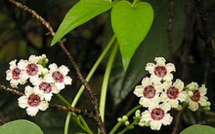 「圣道」(圣道和植物精萃膜作用与功效)