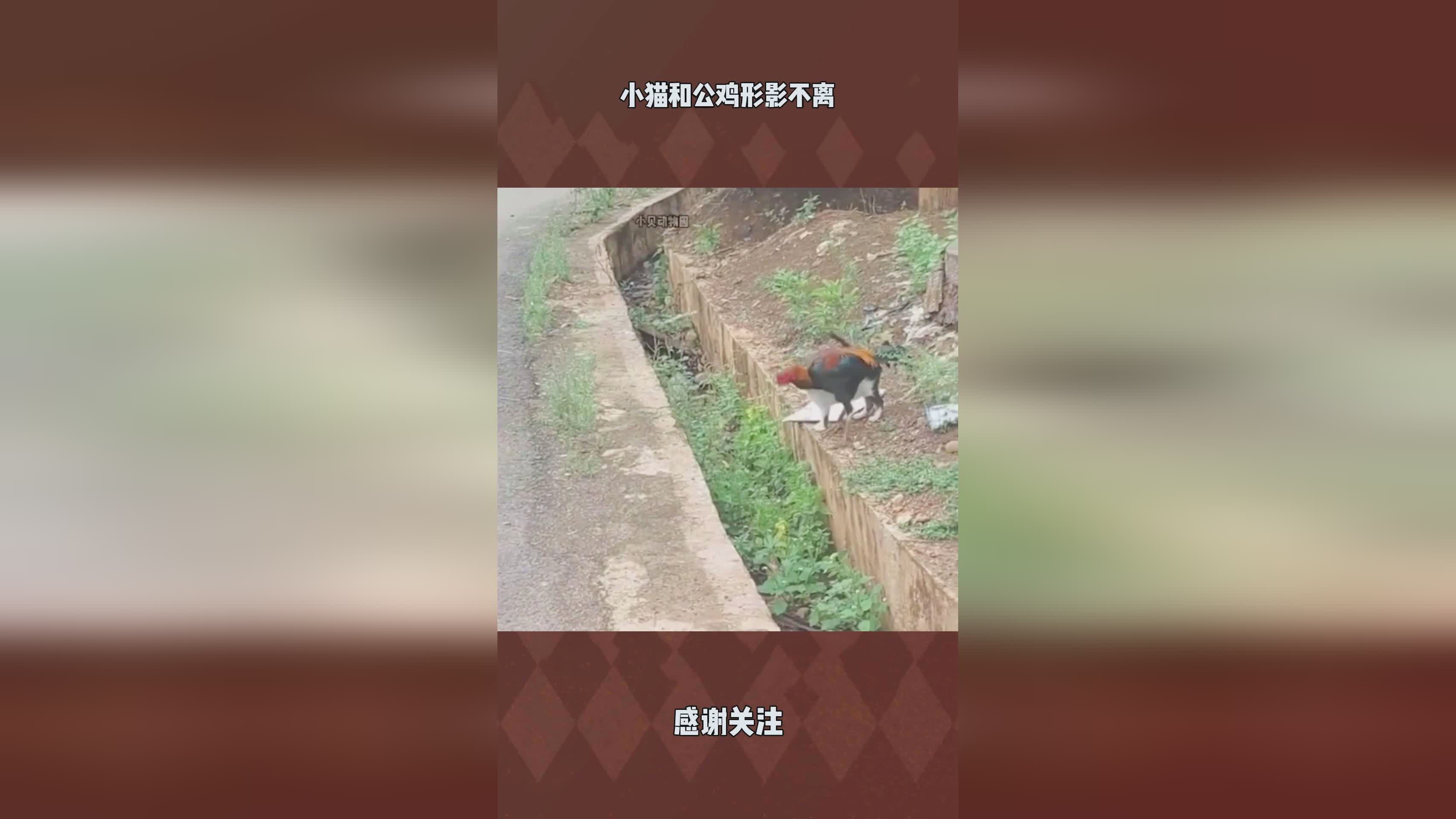 百变小樱2：他们已经不再是形影不离的一对了