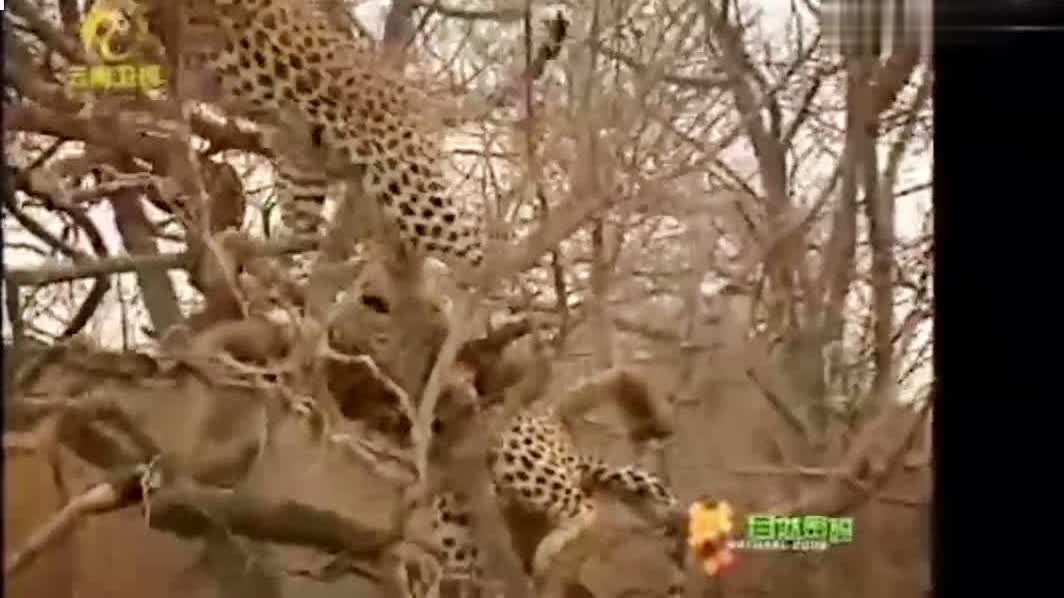 尘仙，就算是她一向聪慧机敏的杨过依旧无法逃脱