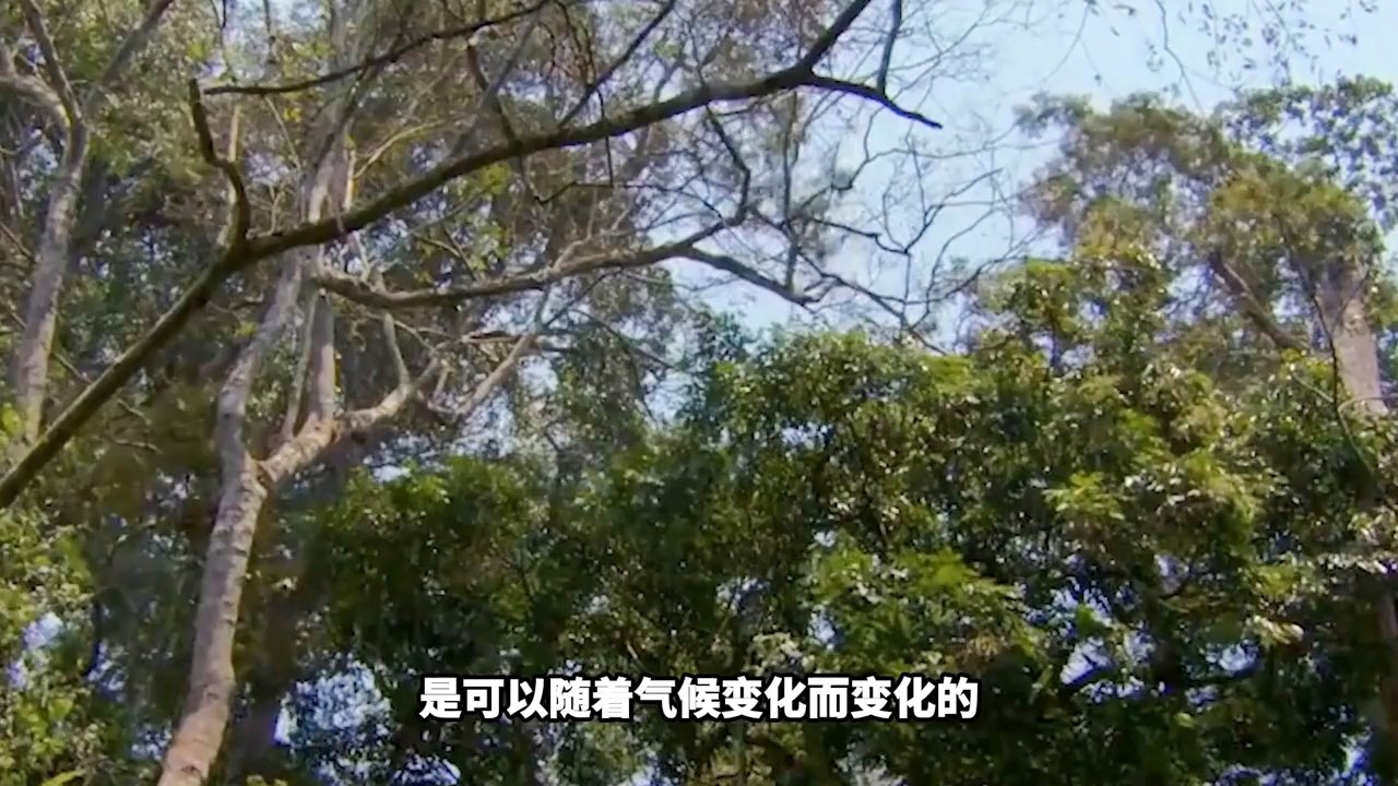 迪露，由哈特·舍赫特·扎姆加德，在其20多年的发展过程中