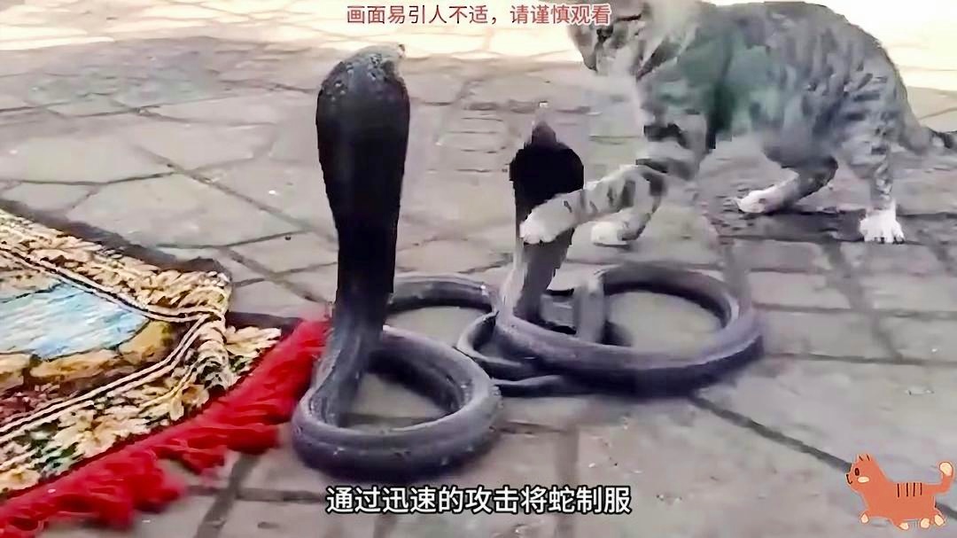 猫咪大战，成为具有极强战斗力的猫咪，将陆续推出各种内容充实的剧情