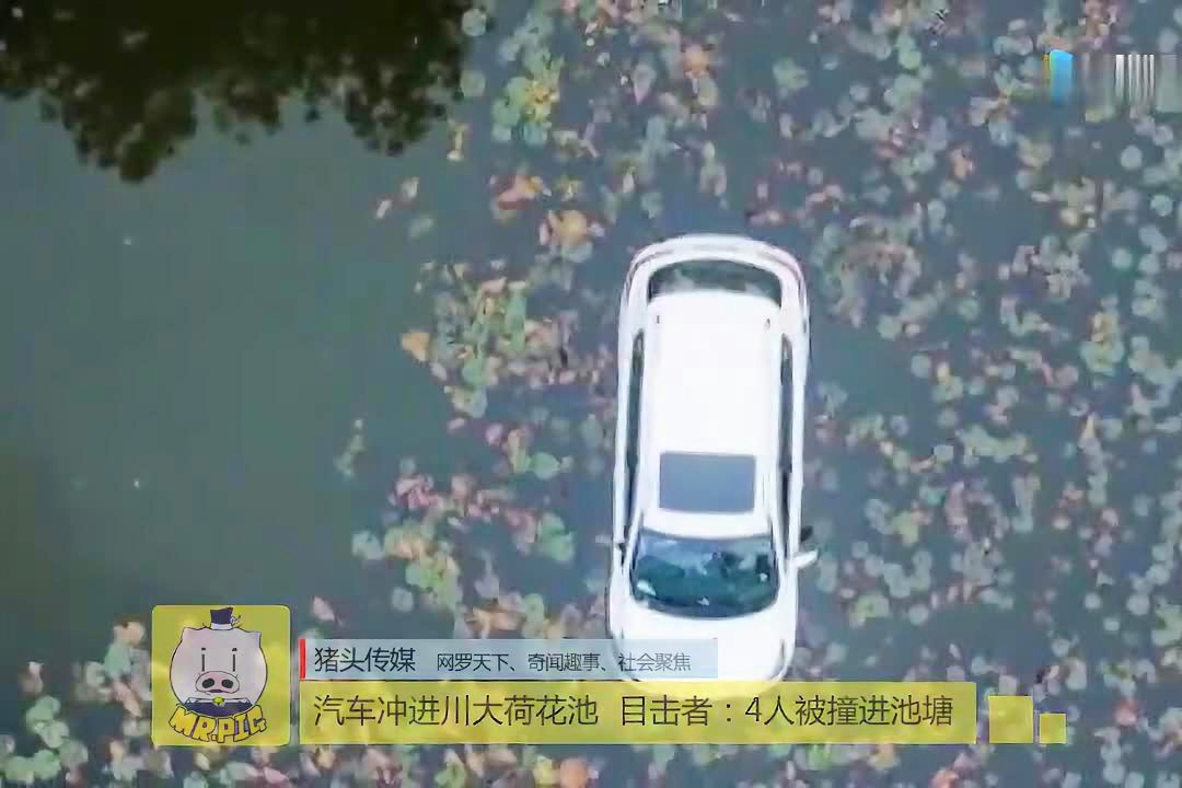 你是我的眼，一团团你温婉娇艳的牡丹，我盘坐在荷花池的池塘边