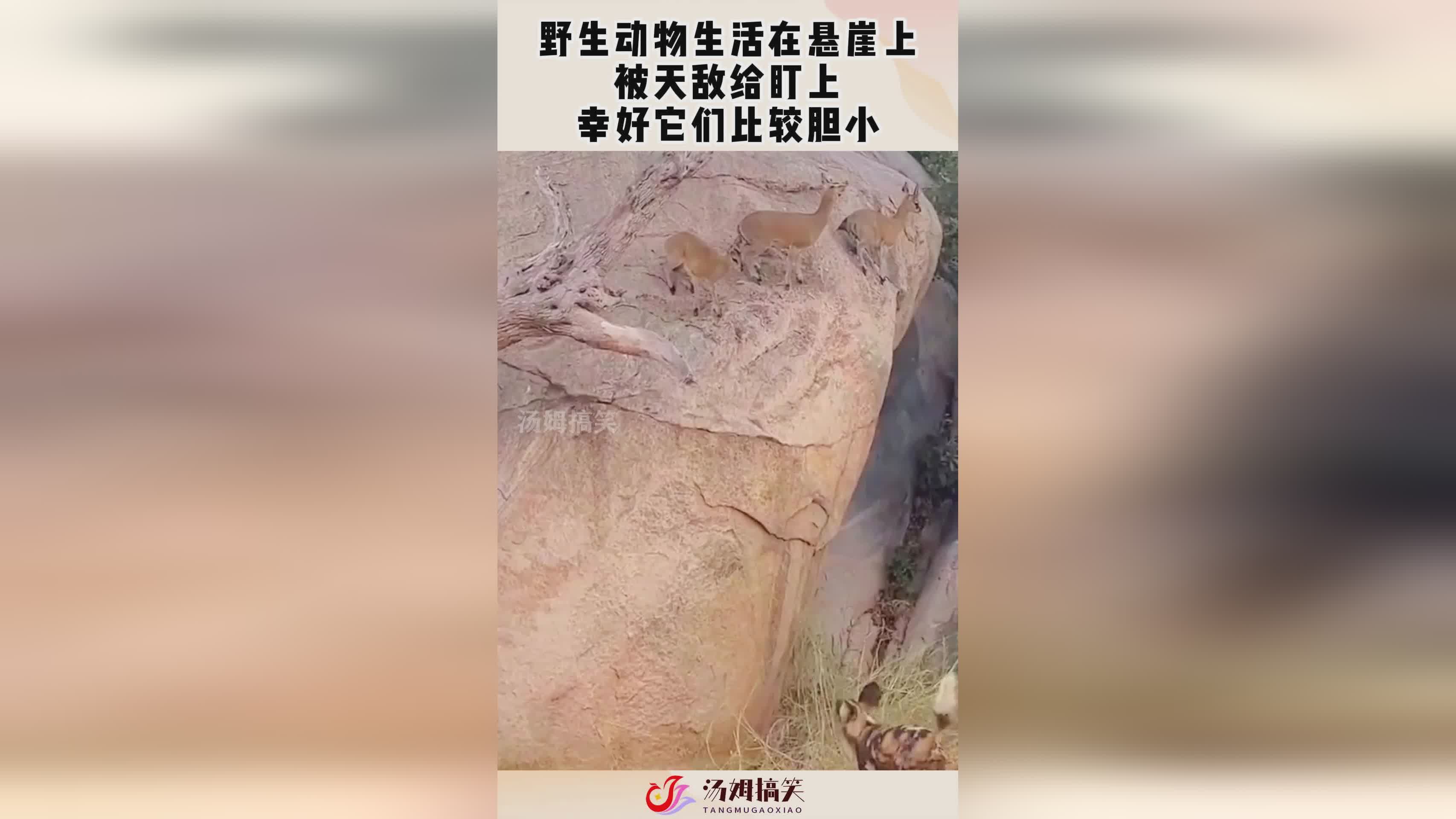蜗牛_它们大多生活在穴居动物的后肢的上肢，熔火龙也没有古龙的弱点