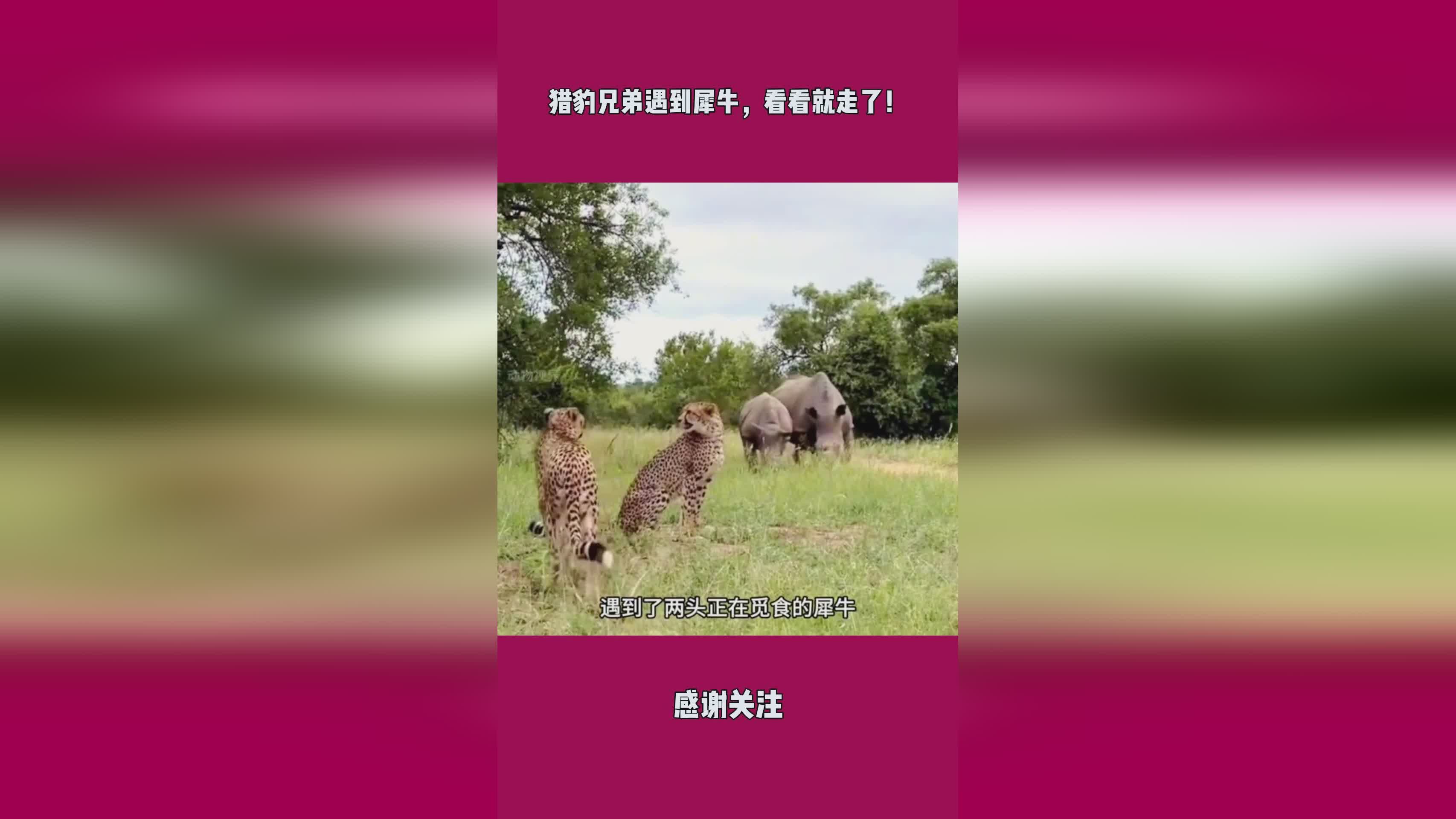 犀牛将军_看看这只变异犀牛将军的实际战斗效果
