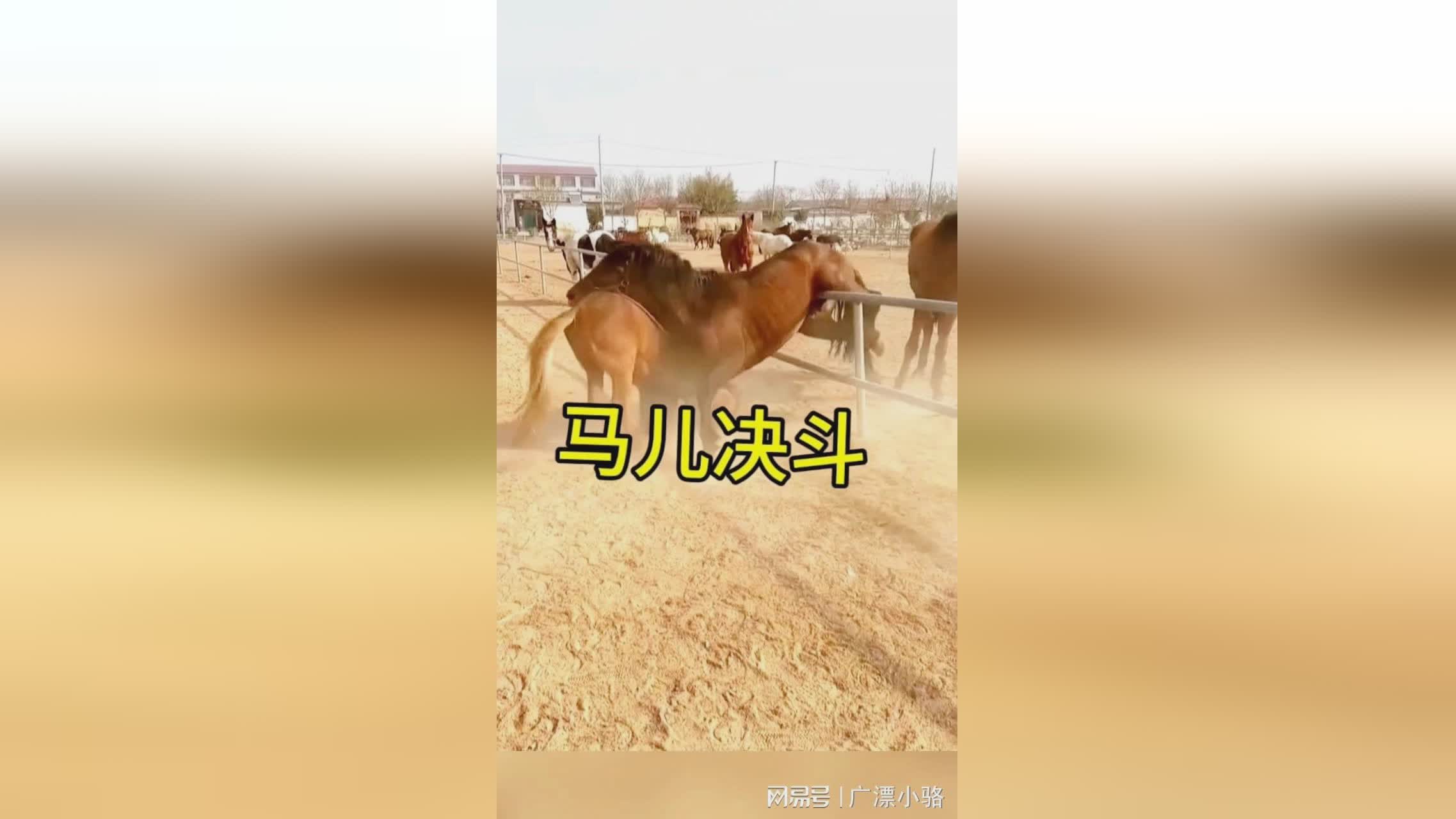 4399小：在对战中无法准确的掌握敌人的攻击方式