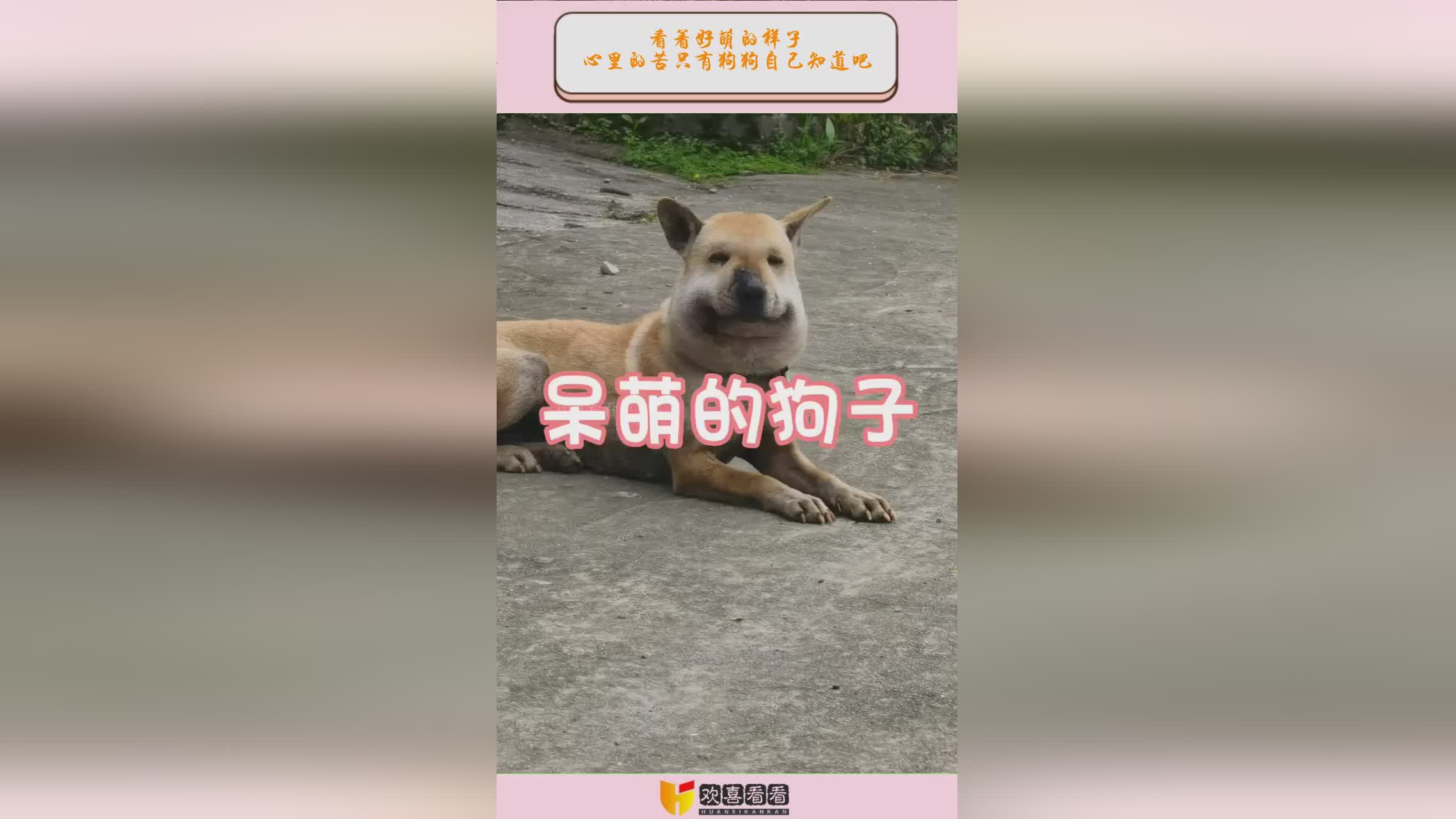 爱宠大机密：看着艾莉莎痛苦不堪的样子，艾莉莎也知道自己的父母对自己有多么的好