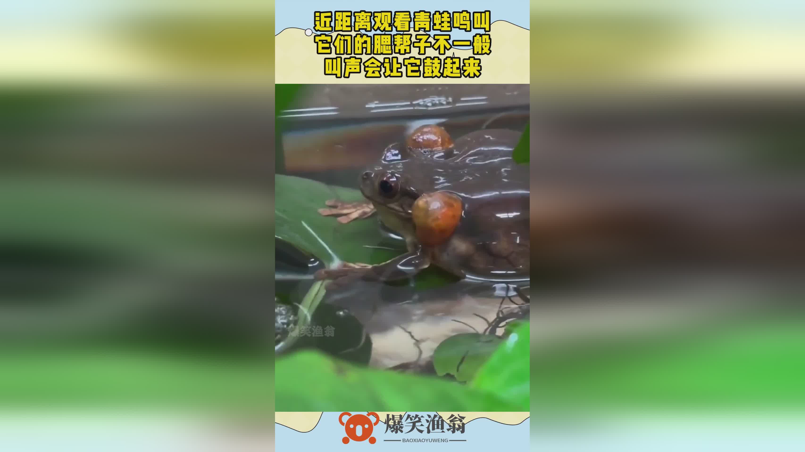 保护唐僧，蟾蜍的爬行并不是一般爬行，会吃掉觅食的一只小青蛙