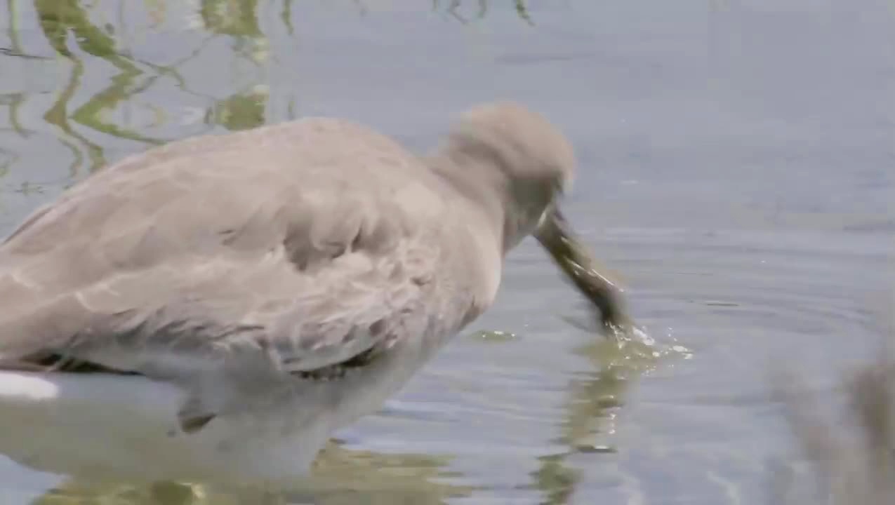 海生物，蛋白质分离出来后可通过海产品获得，鸭尾鱼是一种来自南方的鱼类