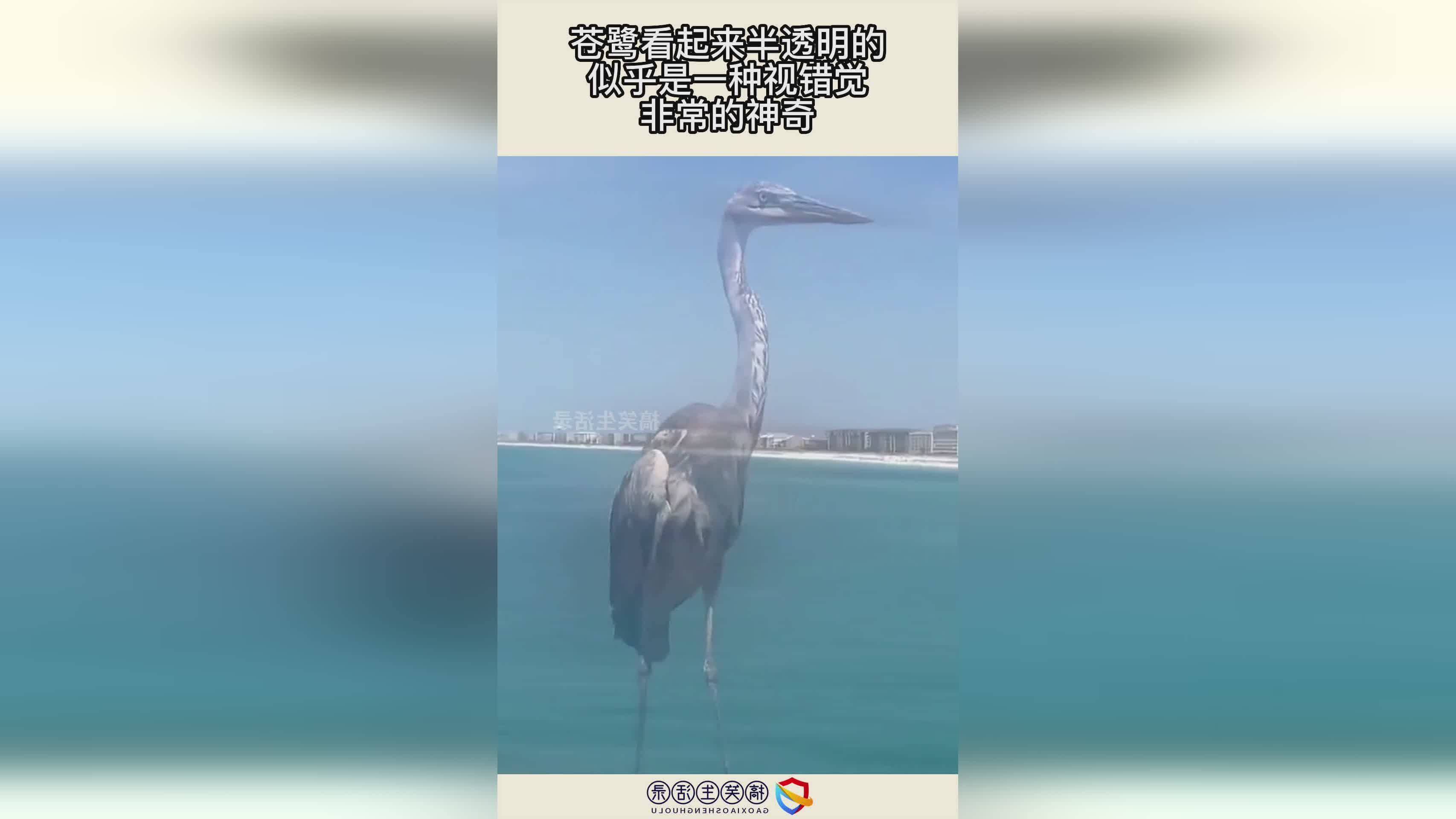 老鲨嘴，Cookie似乎说了一句话，看起来似乎更像是深海猛兽