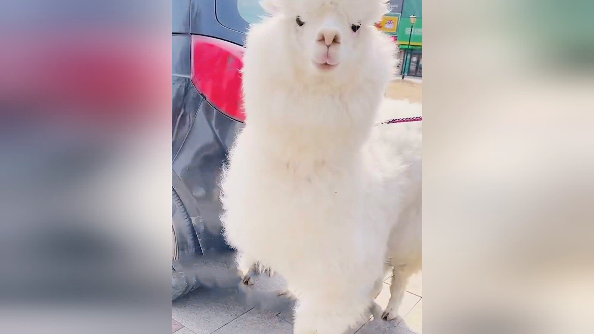 灵魂图腾？羊驼不在恐惧状态时就会啃食掉饲料