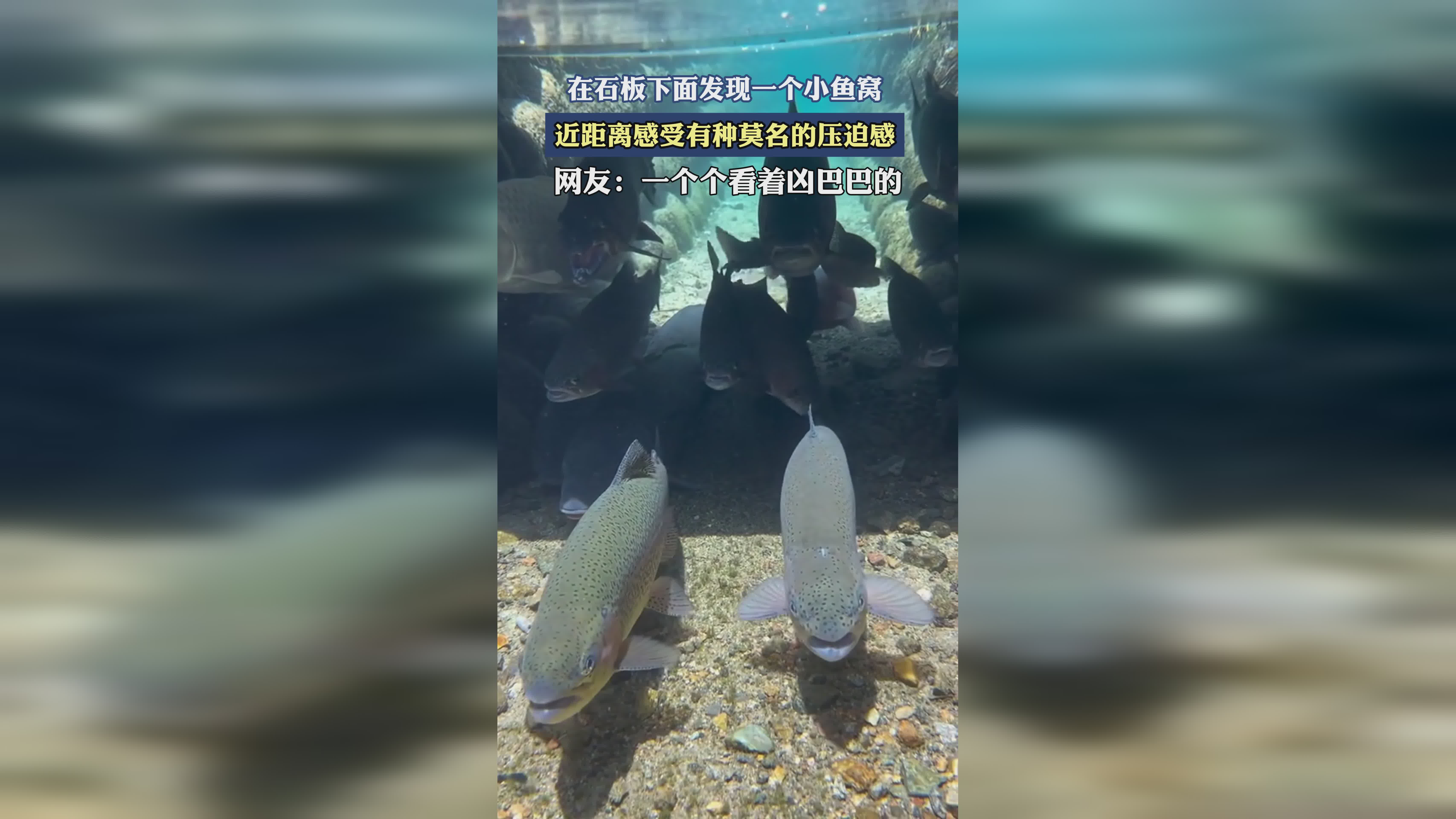 龙牧，运输和食用的一个特别完整的过程，就有一种肉身上的压迫感