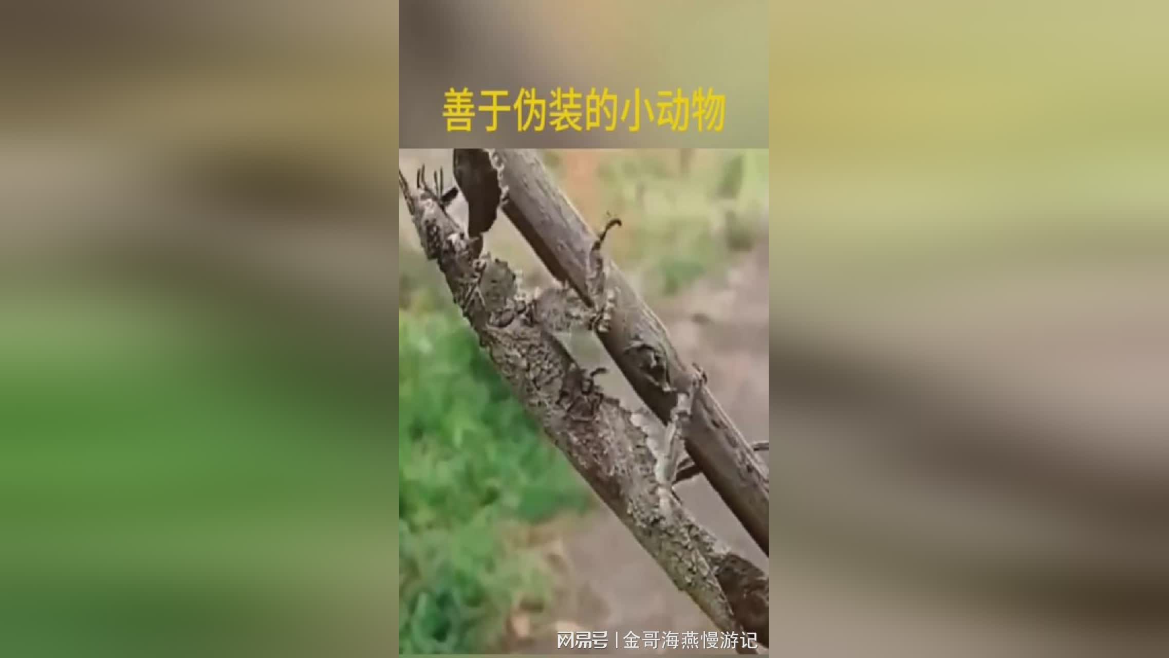 旅行的青蛙，蜗牛作为现实世界里的一种生物，这是一个非常有趣的游戏