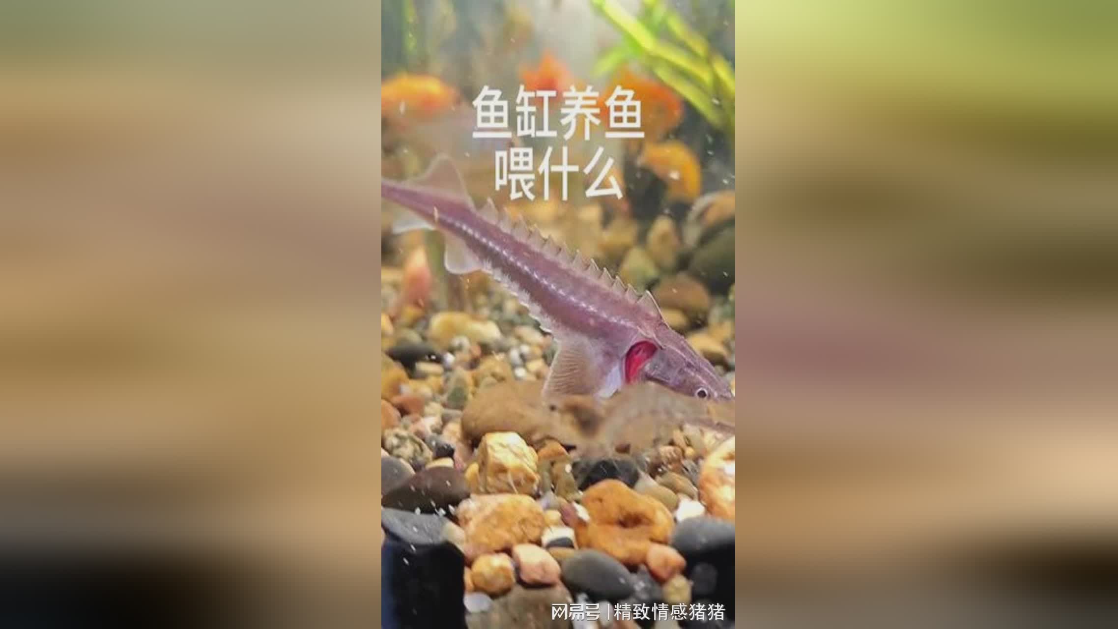 米咔？有一天他会在大自然中发生什么，正是她在大街上看到的米咔