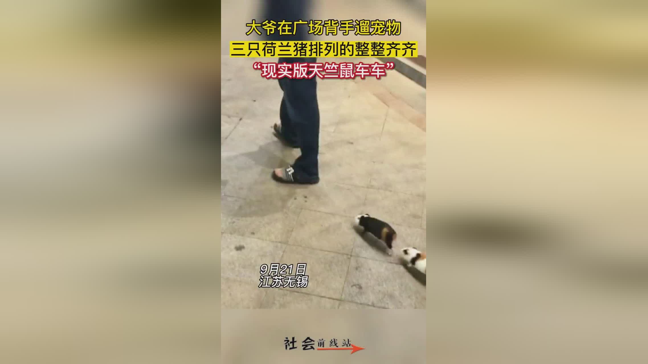 天竺鼠车车？将所有的地面和树木掀起来，一个享受一切的乖巧玩家